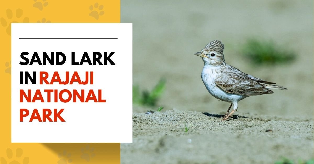 Sand Lark in Rajaji National Park
