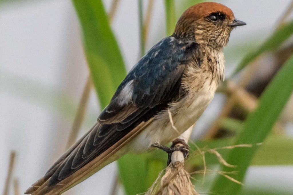 Streak-Throated Swallow