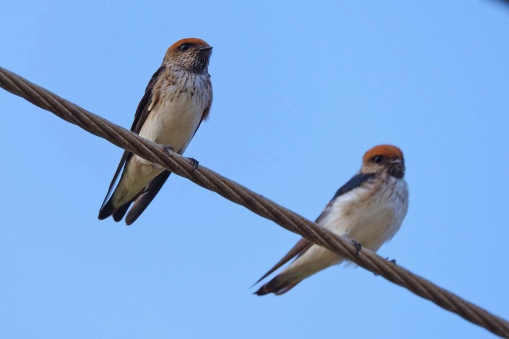 Streak-Throated Swallow