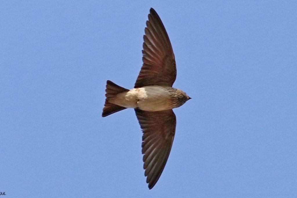Streak-Throated Swallow