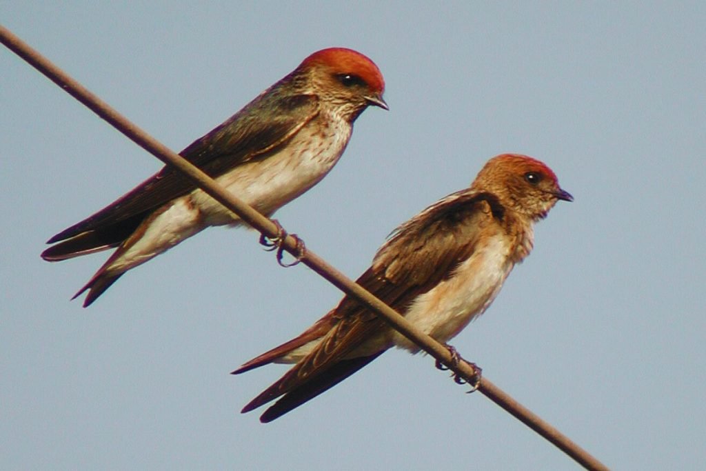 Streak-Throated Swallow