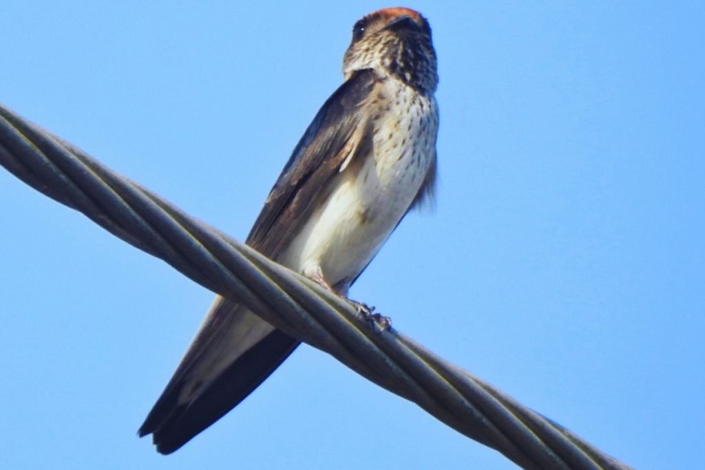 Streak-Throated Swallow