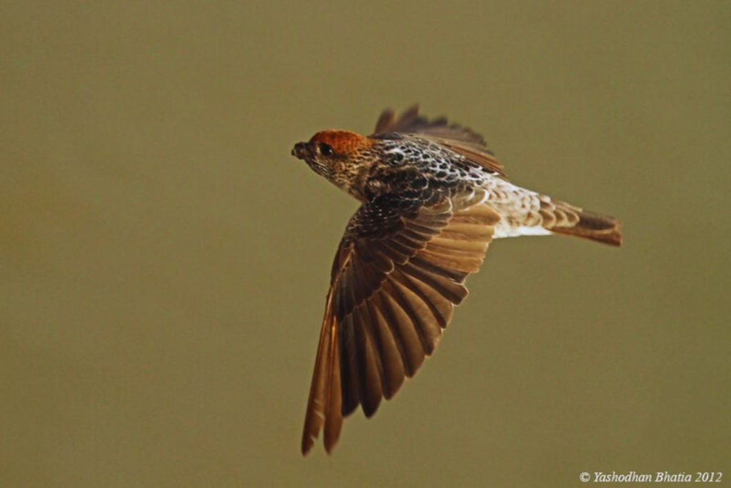Streak-Throated Swallow