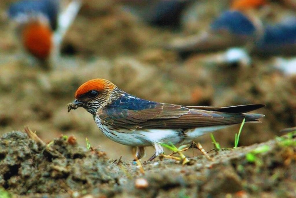 Streak-Throated Swallow