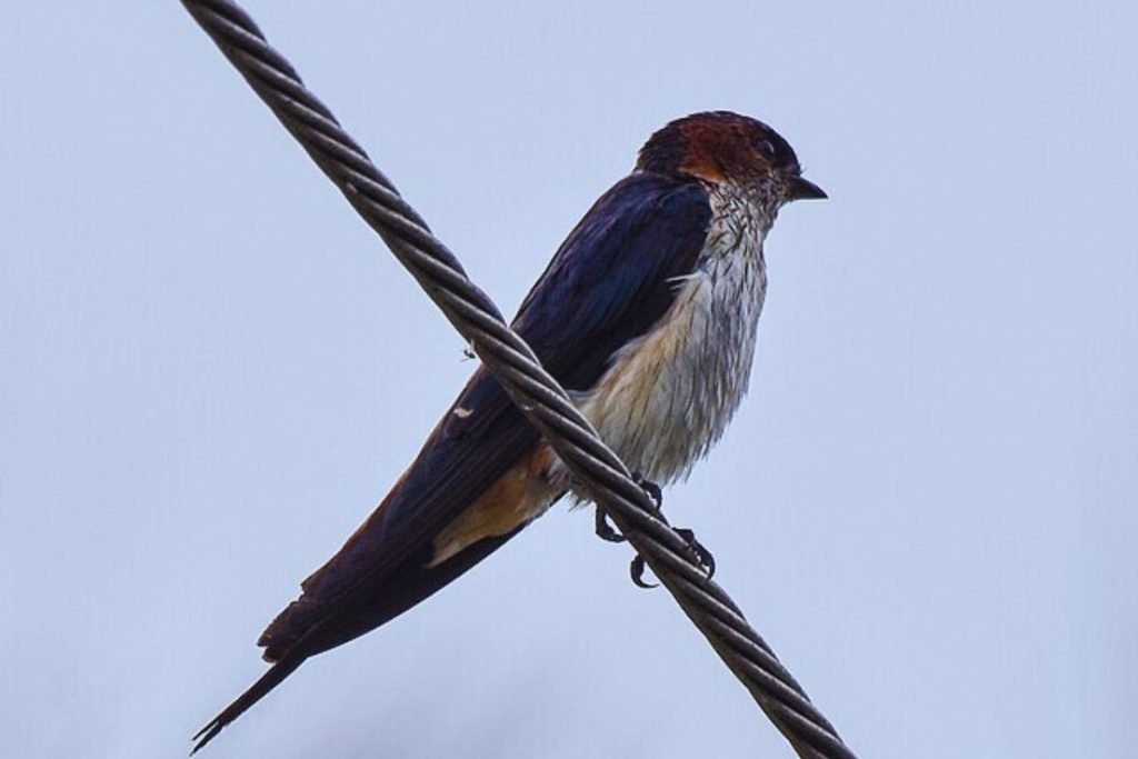 Streak-Throated Swallow