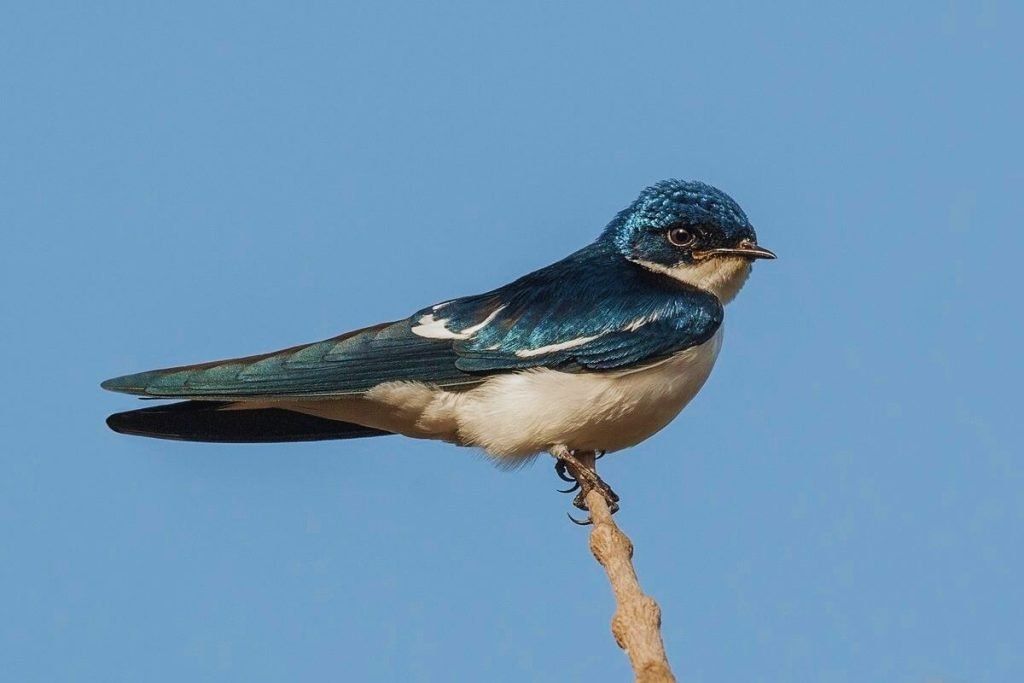 Swallows in Rajaji National Park
