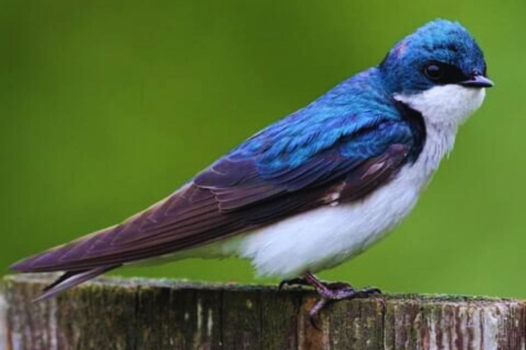 Swallows in Rajaji National Park