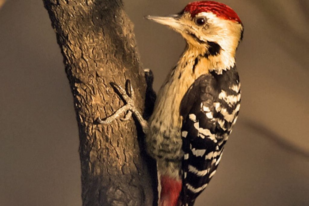 Fulvous-breasted Woodpecker