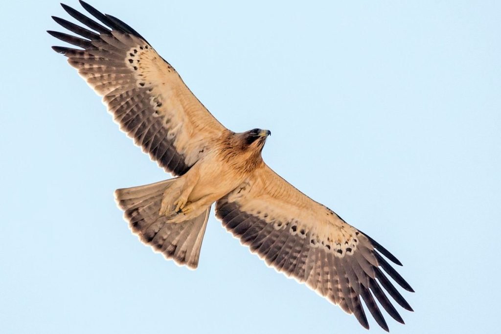 Booted Eagle in Rajaji National Park
