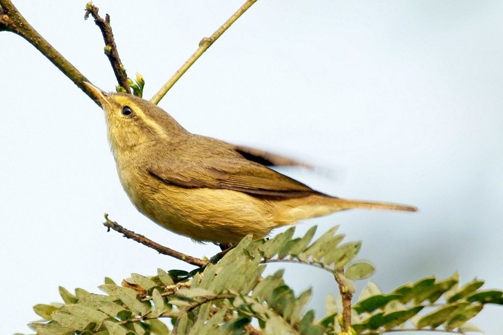 Tickell's Leaf Warbler