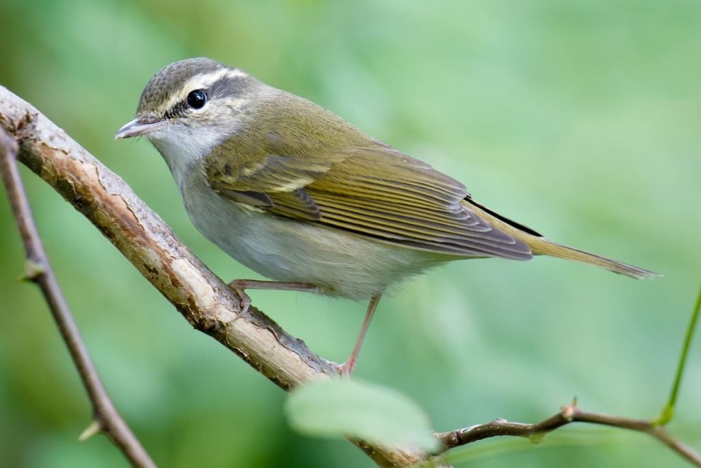 Leaf Warblers in Rajaji National Park