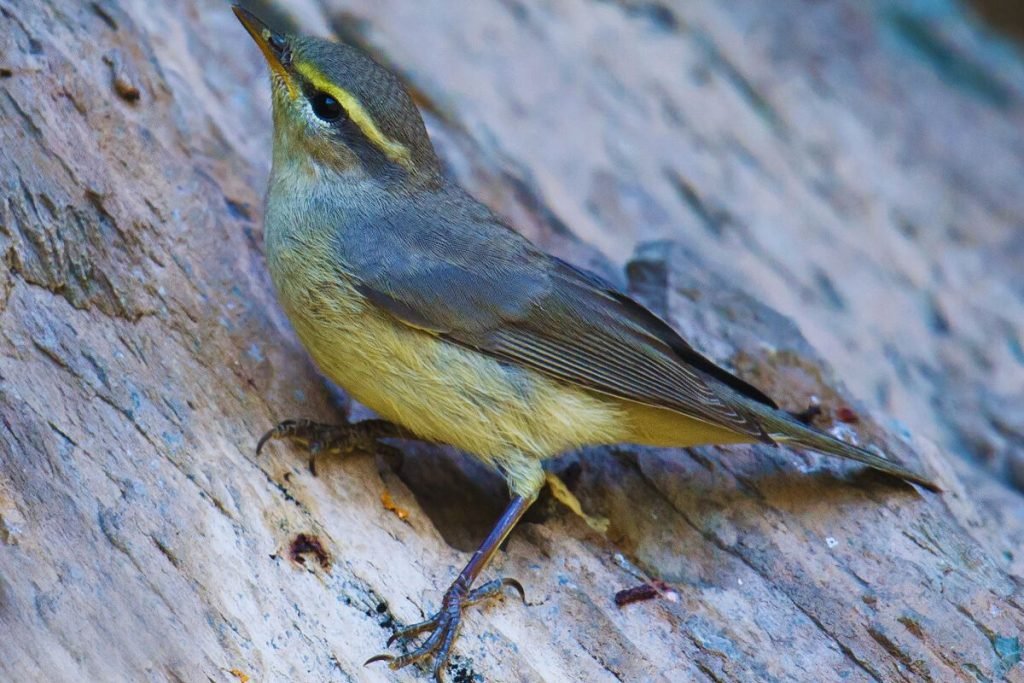 Sulphur-bellied Warbler