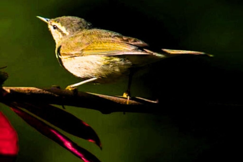 Tytler's Leaf Warbler
