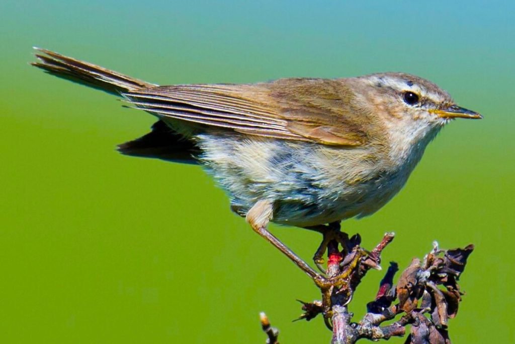 Smoky Warbler in Rajaji National Park