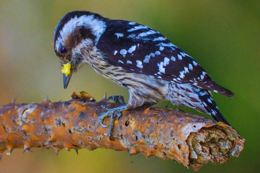 Brown-capped Pygmy Woodpecker