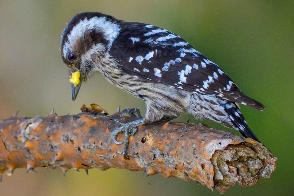 Grey-capped Pygmy Woodpecker