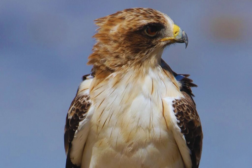 Booted Eagles in Rajaji National Park