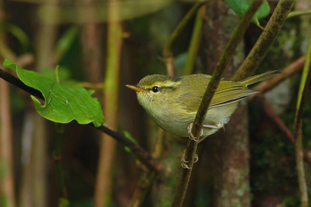 Leaf Warblers in Rajaji National Park