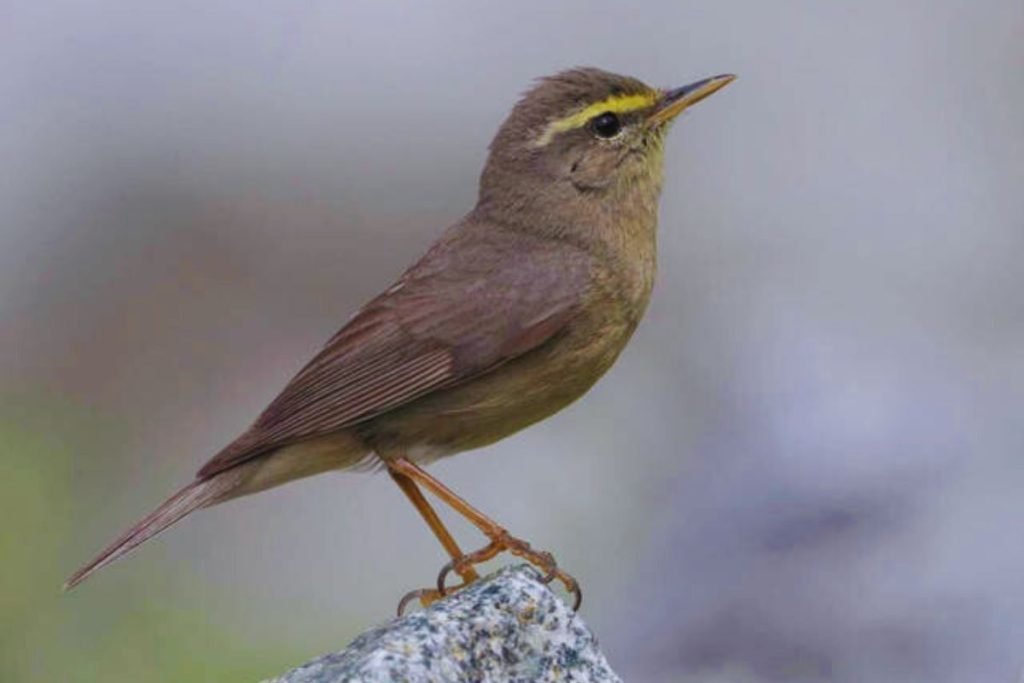Sulphur-bellied Warbler