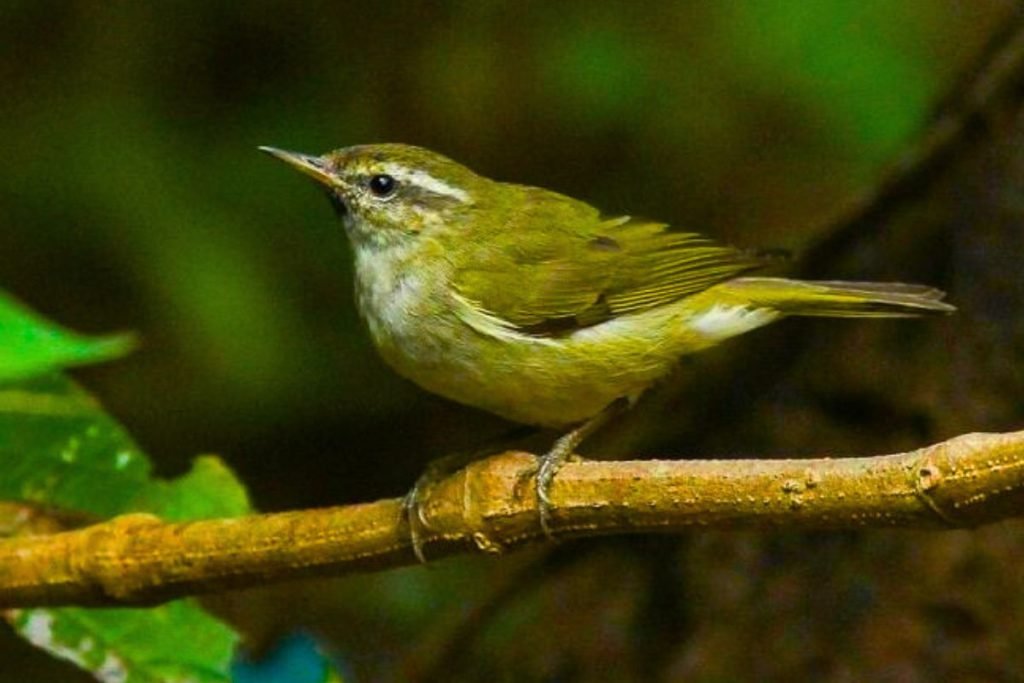 Tytler's Leaf Warbler