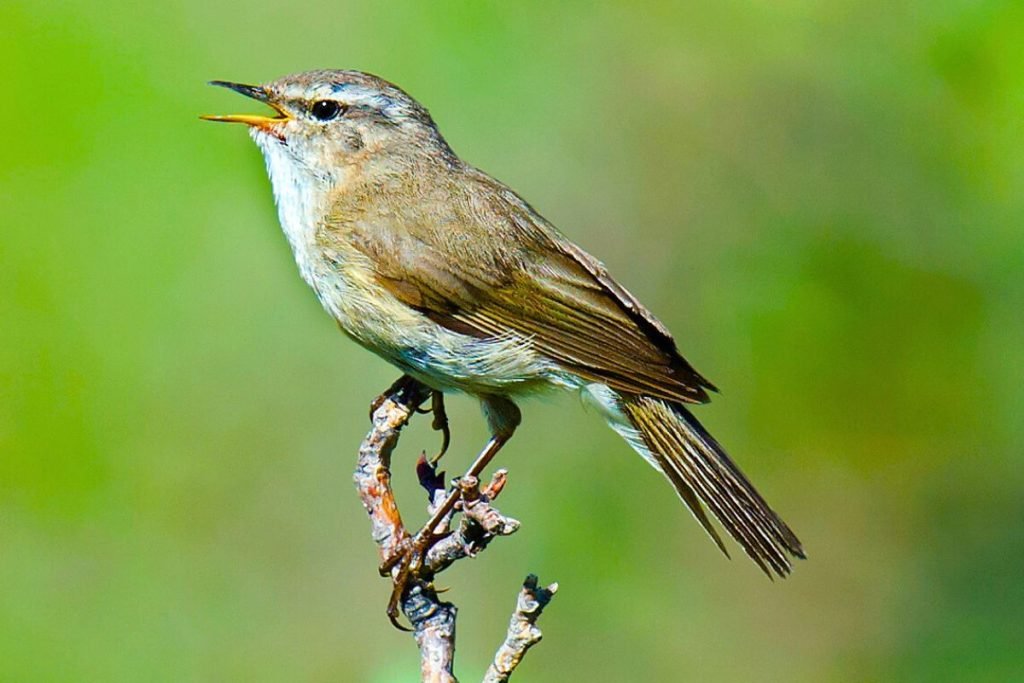 Smoky Warbler in Rajaji National Park