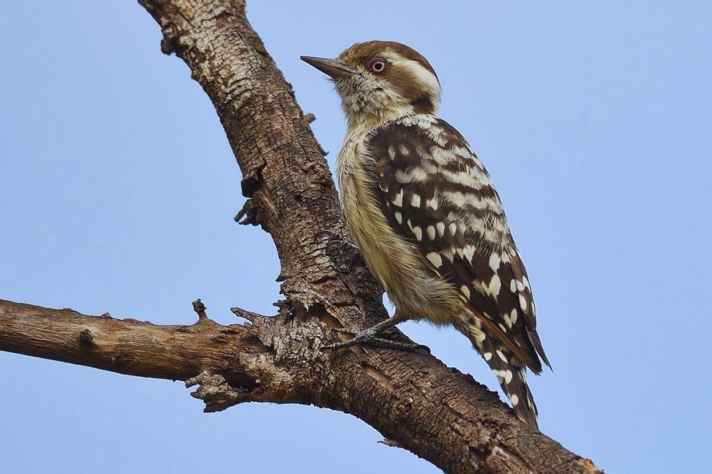 Brown-capped Pygmy Woodpecker