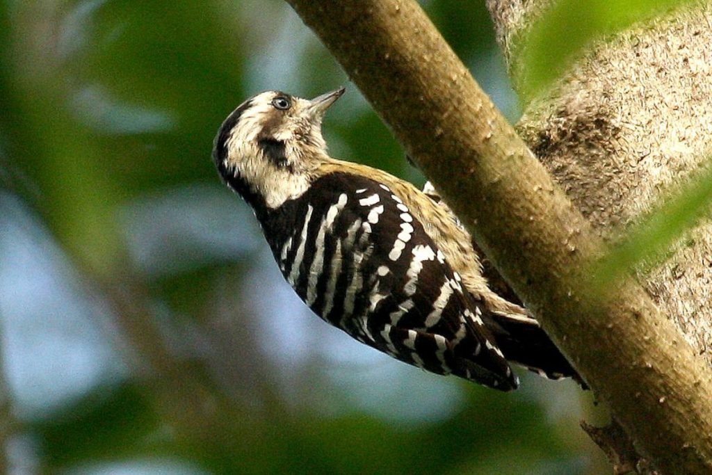 Grey-capped Pygmy Woodpecker