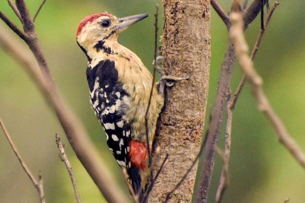 Fulvous-breasted Woodpecker