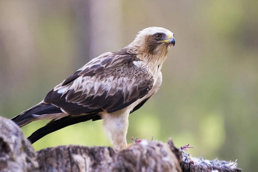 Booted Eagle in Rajaji National Park