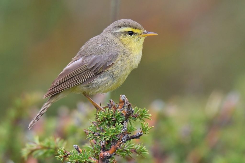 Leaf Warblers in Rajaji National Park
