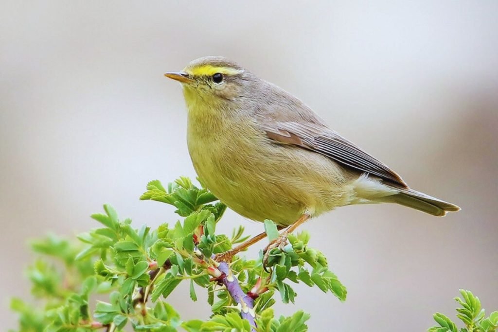 Sulphur-bellied Warbler