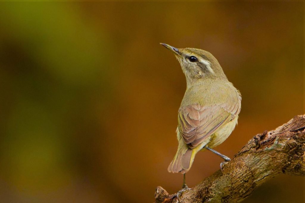Tytler's Leaf Warbler
