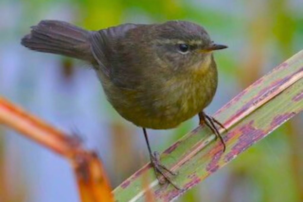Smoky Warbler in Rajaji National Park