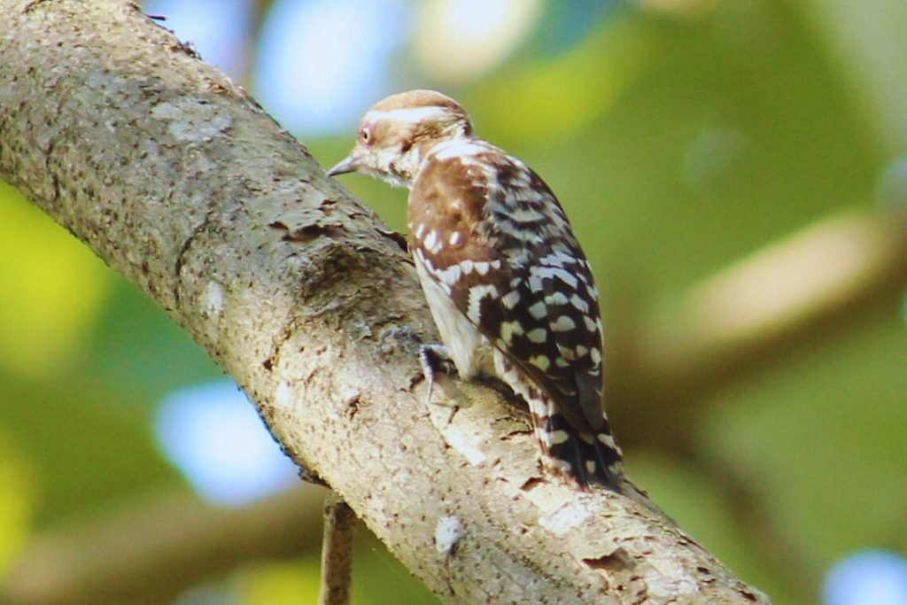 Brown-capped Pygmy Woodpecker