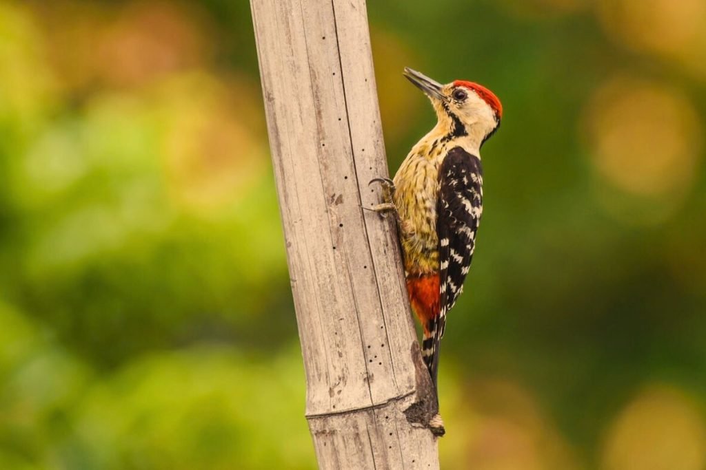 Fulvous-breasted Woodpecker