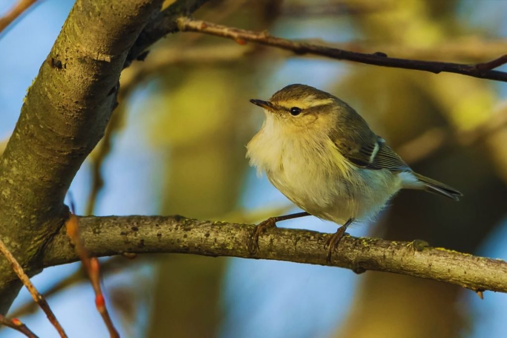 Hume's Warbler in Rajaji National Park