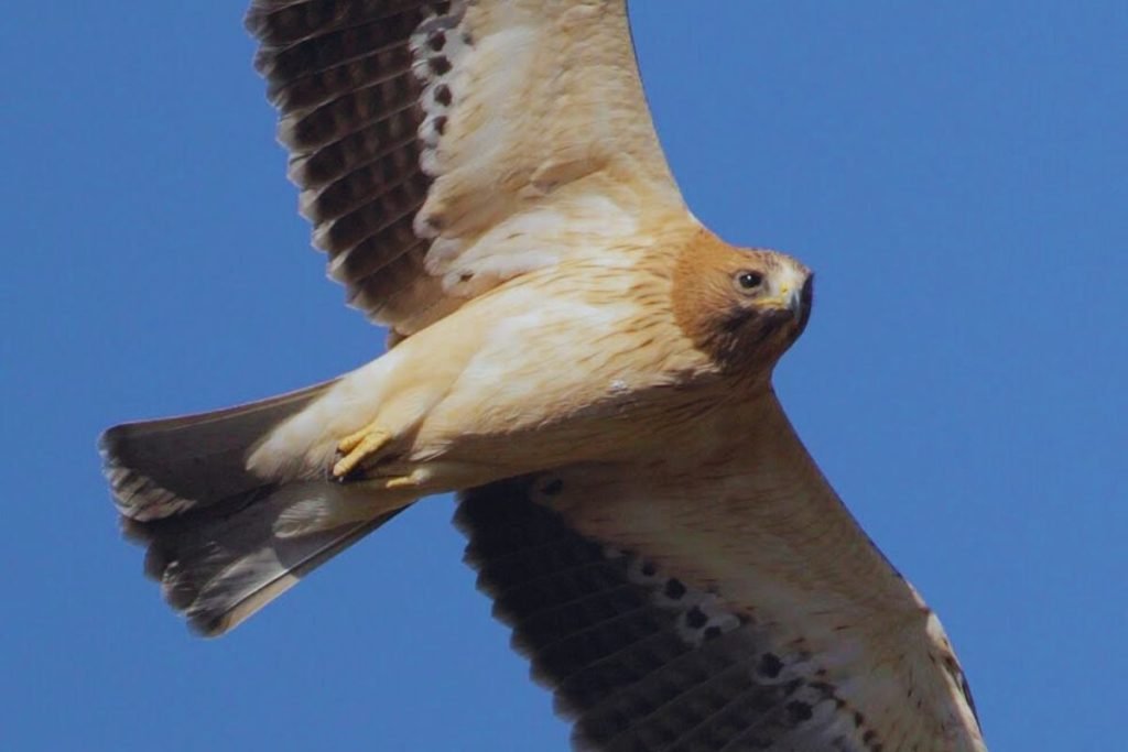 Booted Eagle in Rajaji National Park
