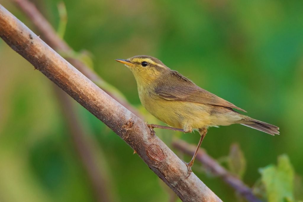 Tickell's Leaf Warbler