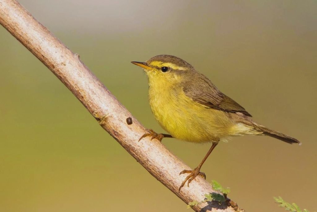 Leaf Warblers in Rajaji National Park
