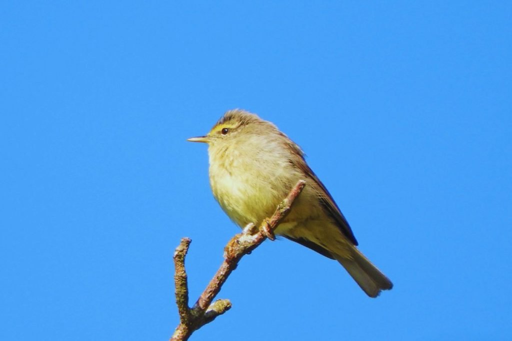 Sulphur-bellied Warbler