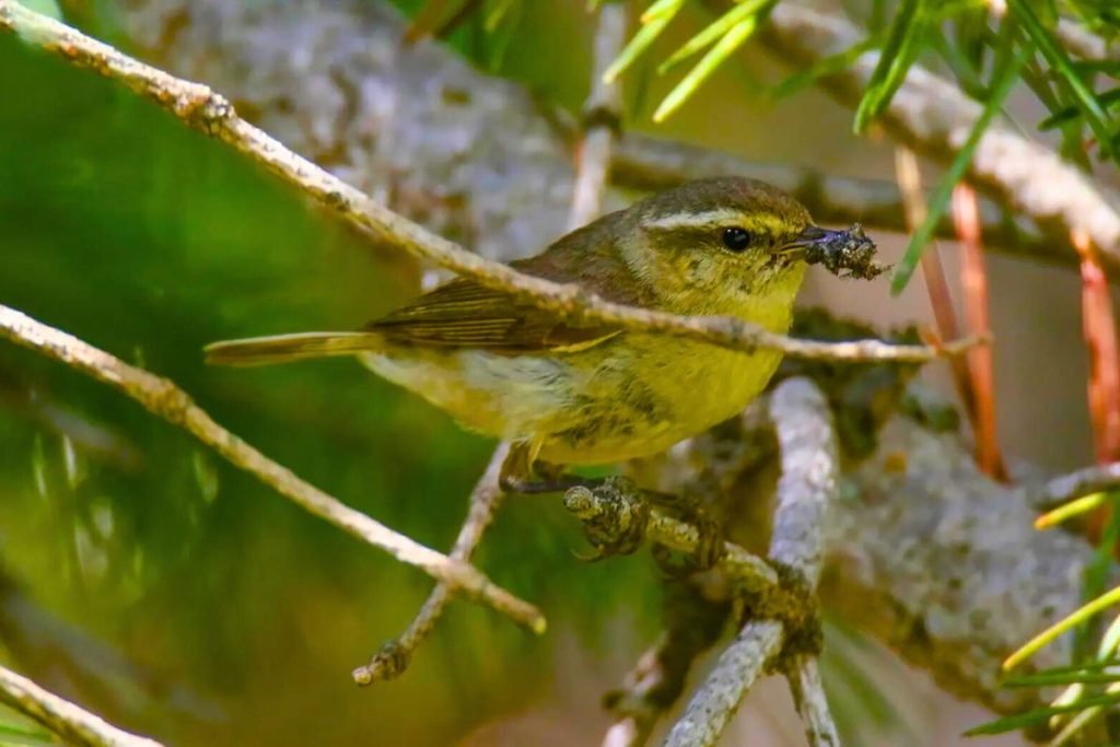 Tytler's Leaf Warbler