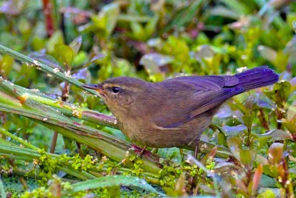 Smoky Warbler in Rajaji National Park