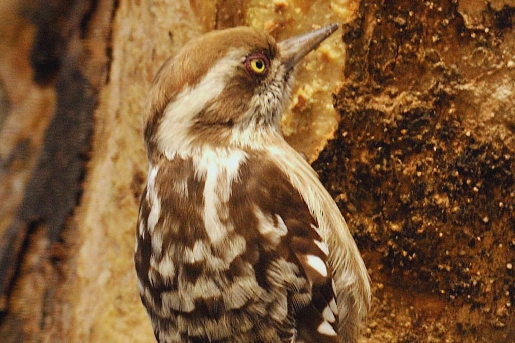 Brown-capped Pygmy Woodpecker