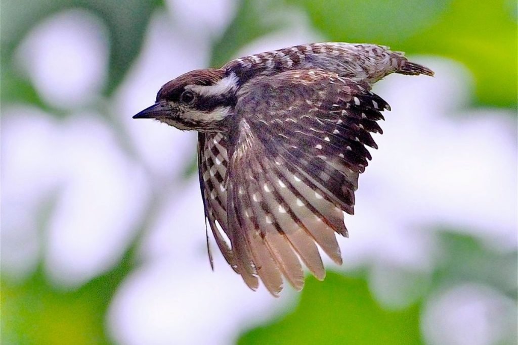 Grey-capped Pygmy Woodpecker