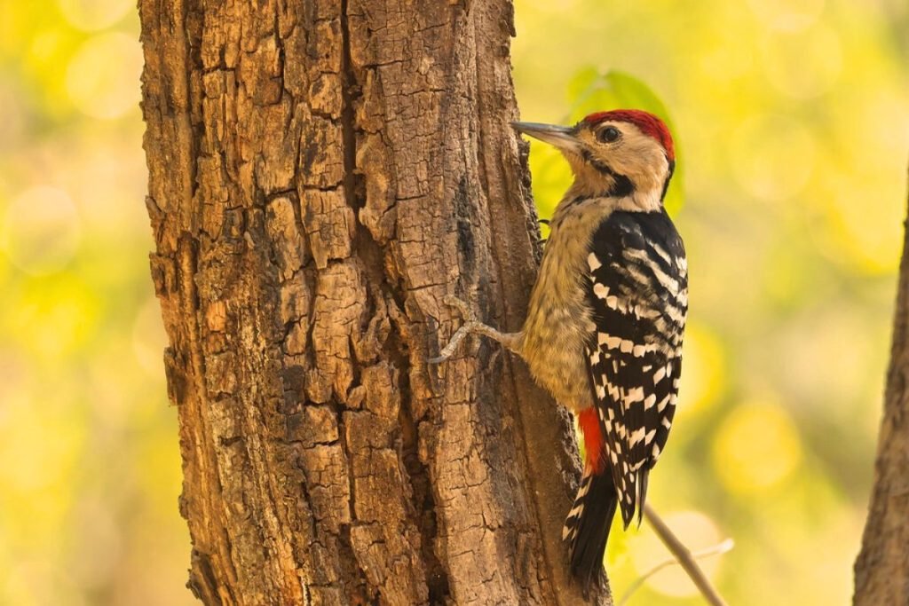 Fulvous-breasted Woodpecker