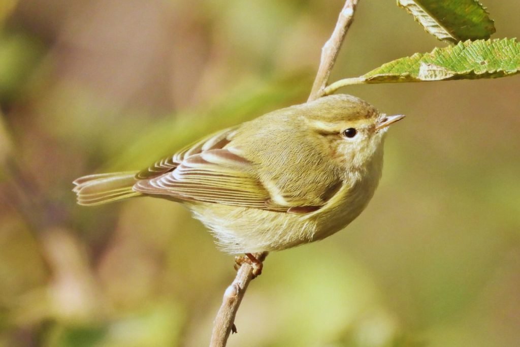 Hume's Warbler in Rajaji National Park