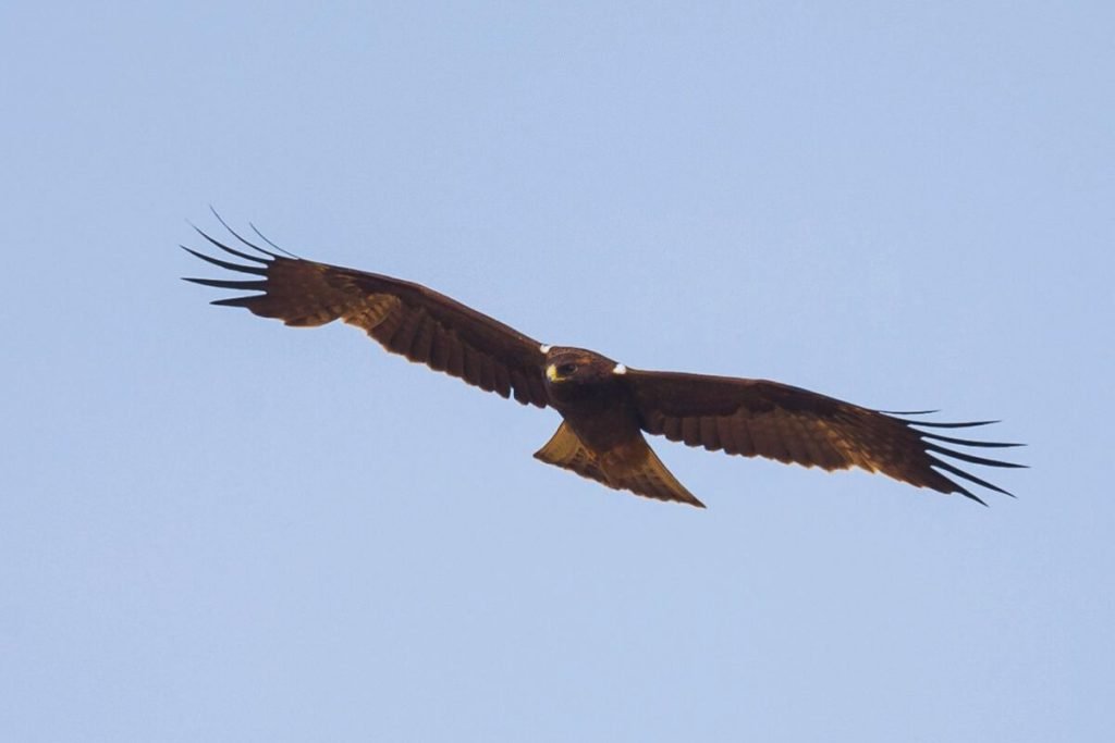 Booted Eagle in Rajaji National Park