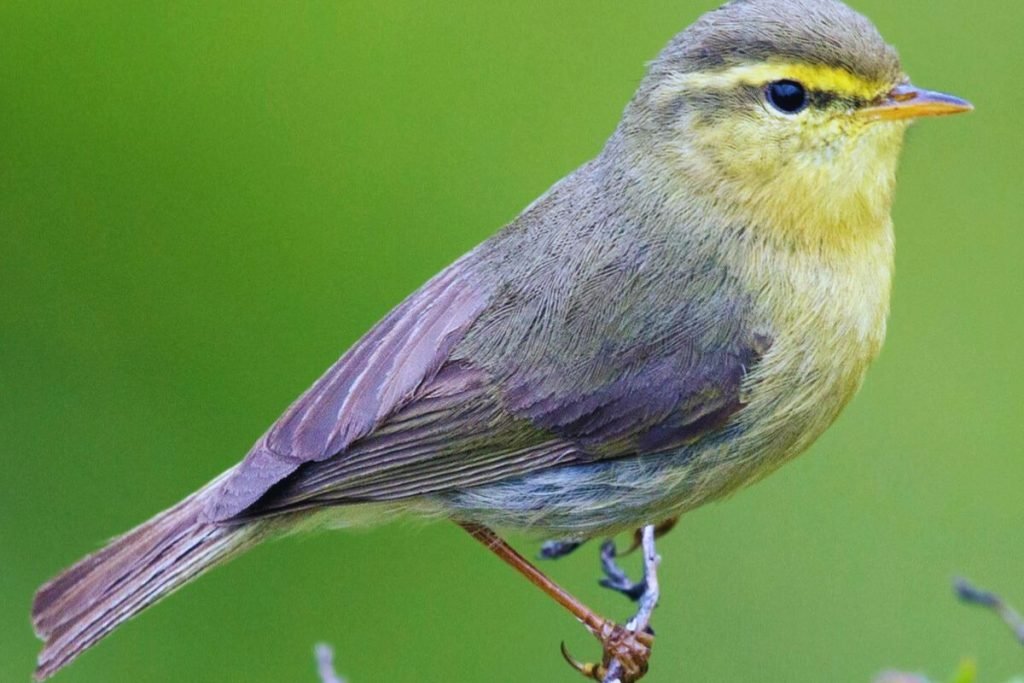 Tickell's Leaf Warbler