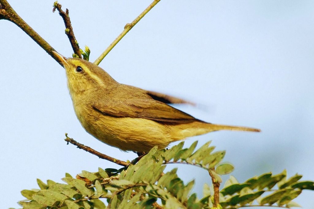 Leaf Warblers in Rajaji National Park