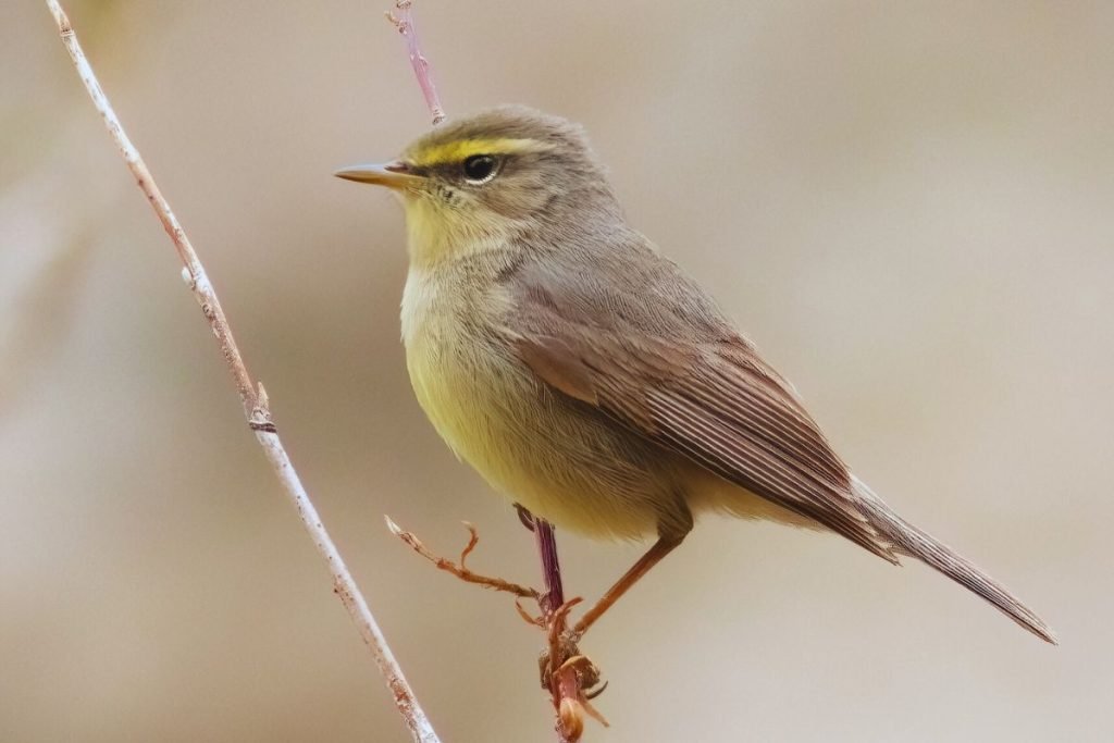 Sulphur-bellied Warbler